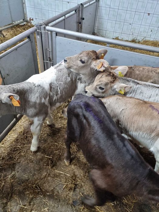 sprzedam cielaki typowo mięsne