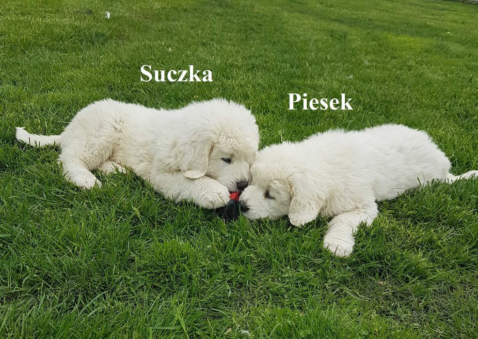 Owczarek podhalański- Rasowy Szczeniak