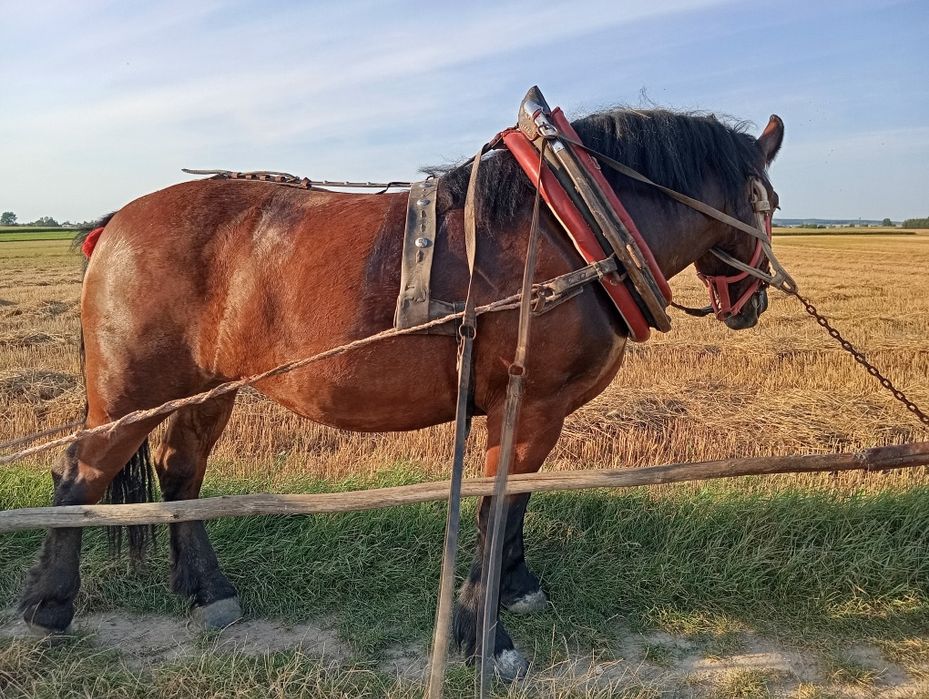 Klacz zimnokrwista spokoj 100% wyjeżdżona