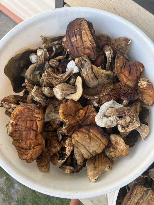 Гриби білі, сушені у печі, ароматні