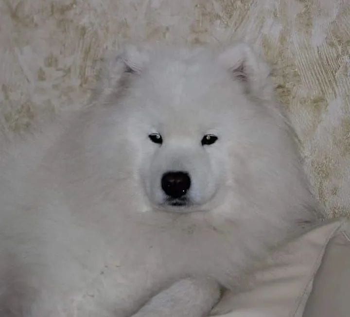 Szczeniak Samoyed odbiór samiec