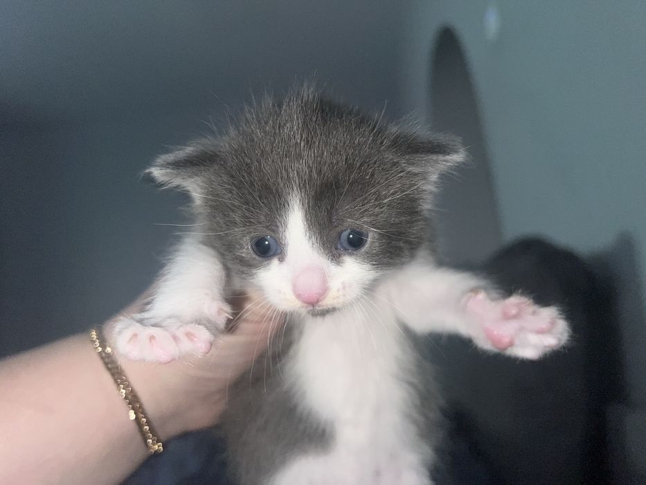 Відам в хороші рукі котятко