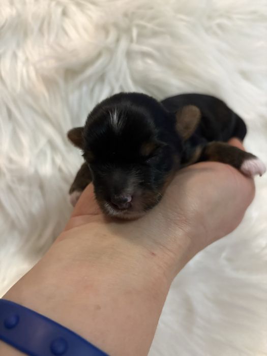 Do Rezerwacji Panda Yorkshire Terier Biewer