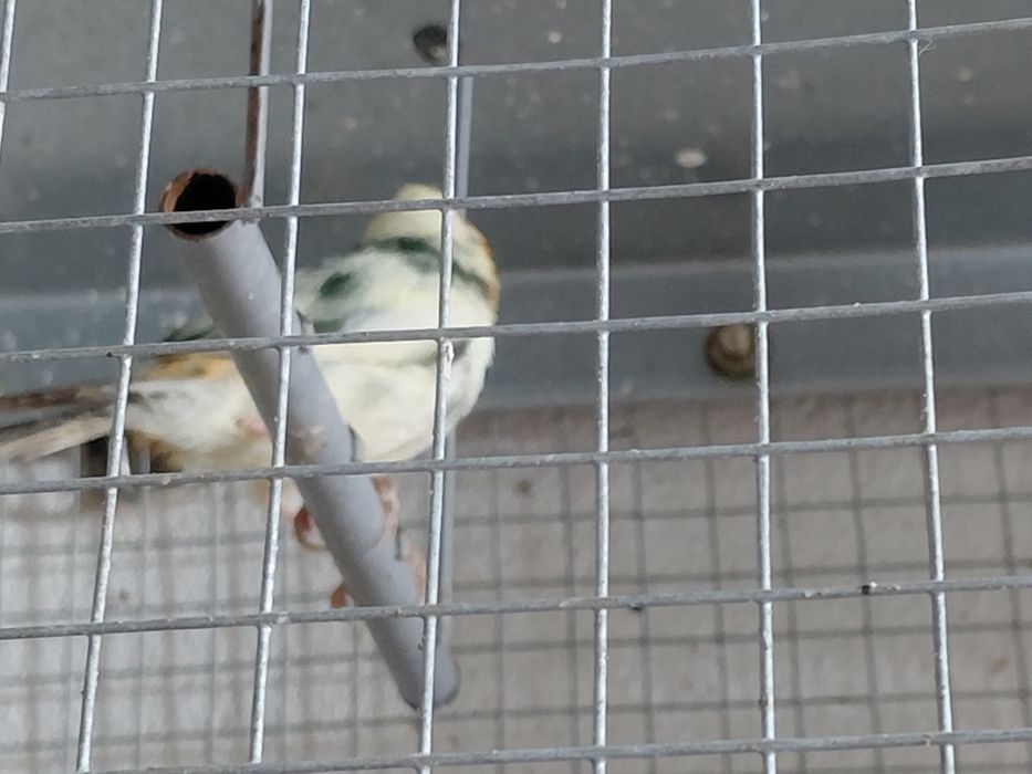 Diamante papagaio macho.