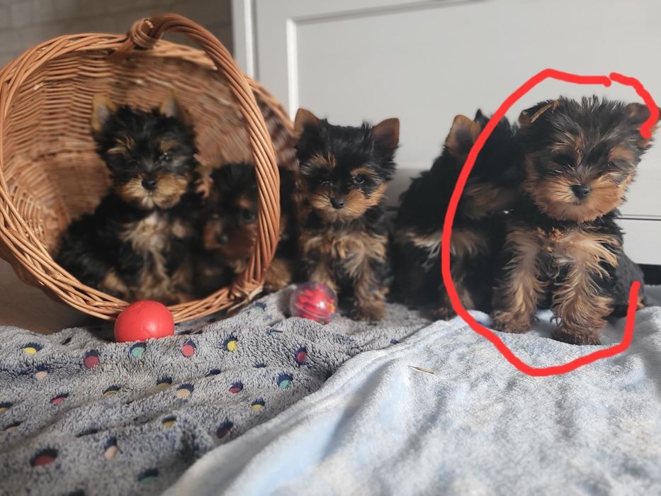 York yorki chłopiec Warszawa yorkshire terrier