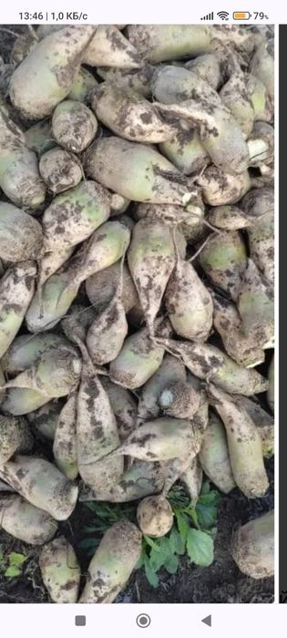 Буряк кормовой.   .