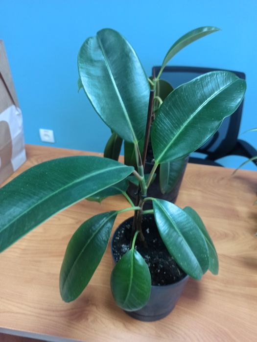 Фікус Робустa, вазон, кімнатна рослина