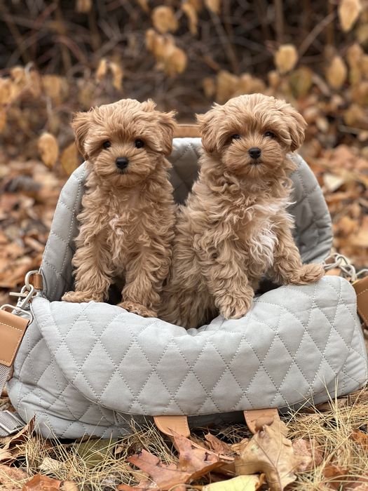 Лучшие подарки это Мальтипу!!!