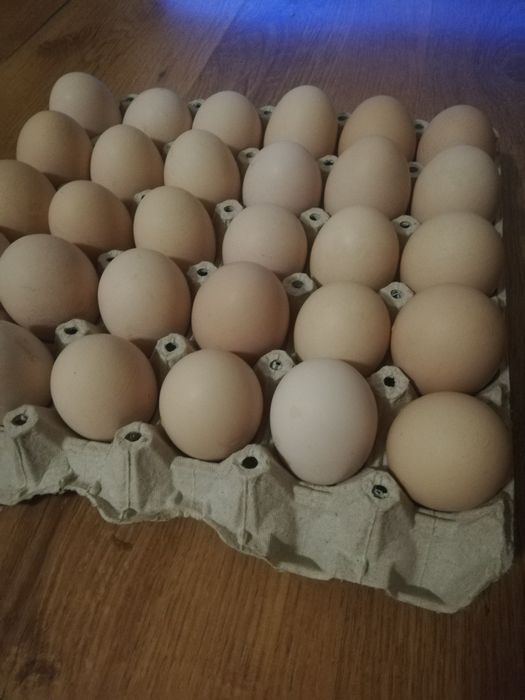 Jaja wiejskie, od własnych kur