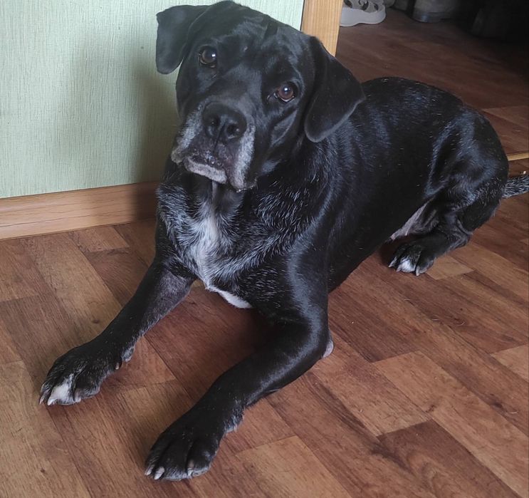 Метис кане-корсо шукає сім'ю