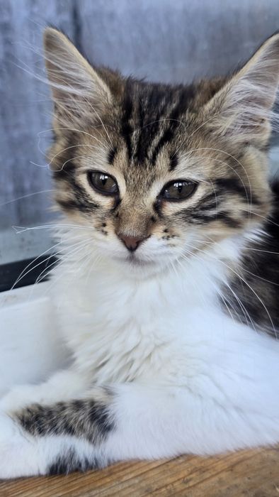 Кошеня шукає дім.