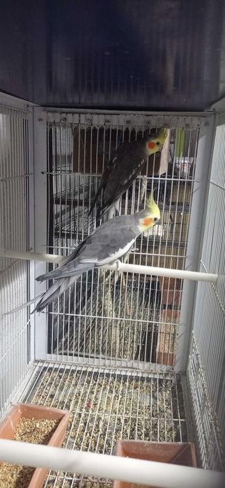 Caturras 15 euros cada