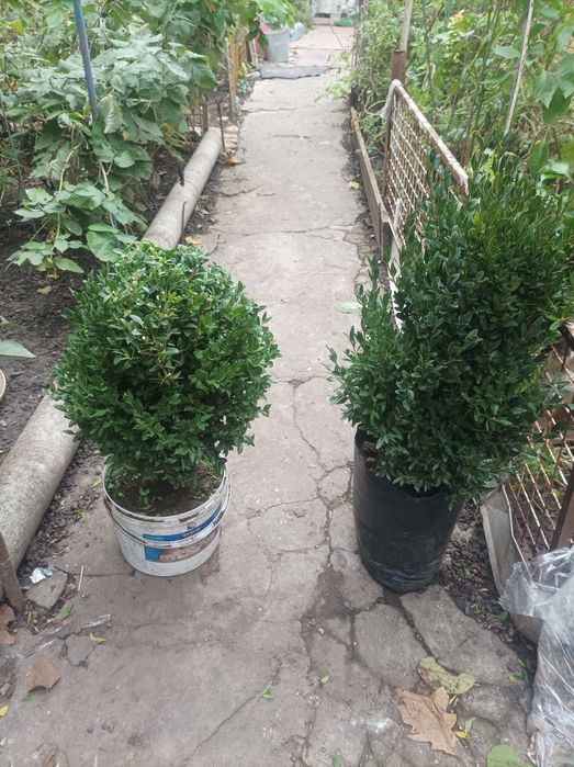 Саженцы САМШИТ Вечнозеленый