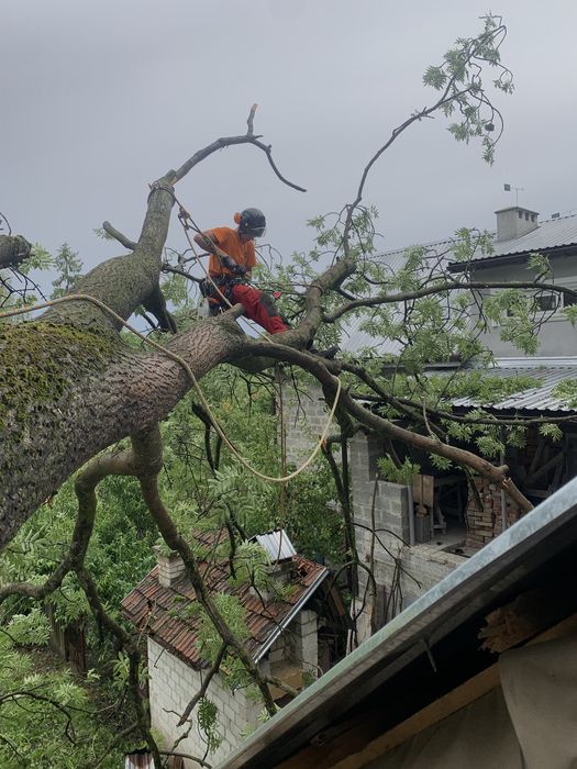 Видалення дерев|Зрізання дерев|Спил аварійних дерев|Корчування пнів