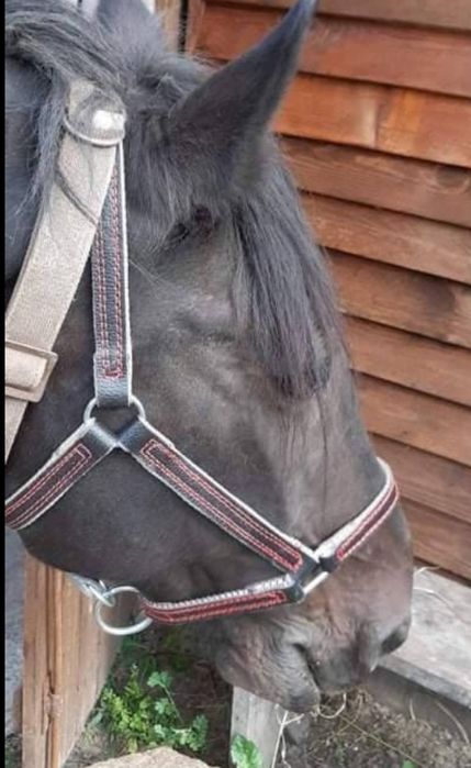 Амуніція для коня, корови недоуздок, намордник