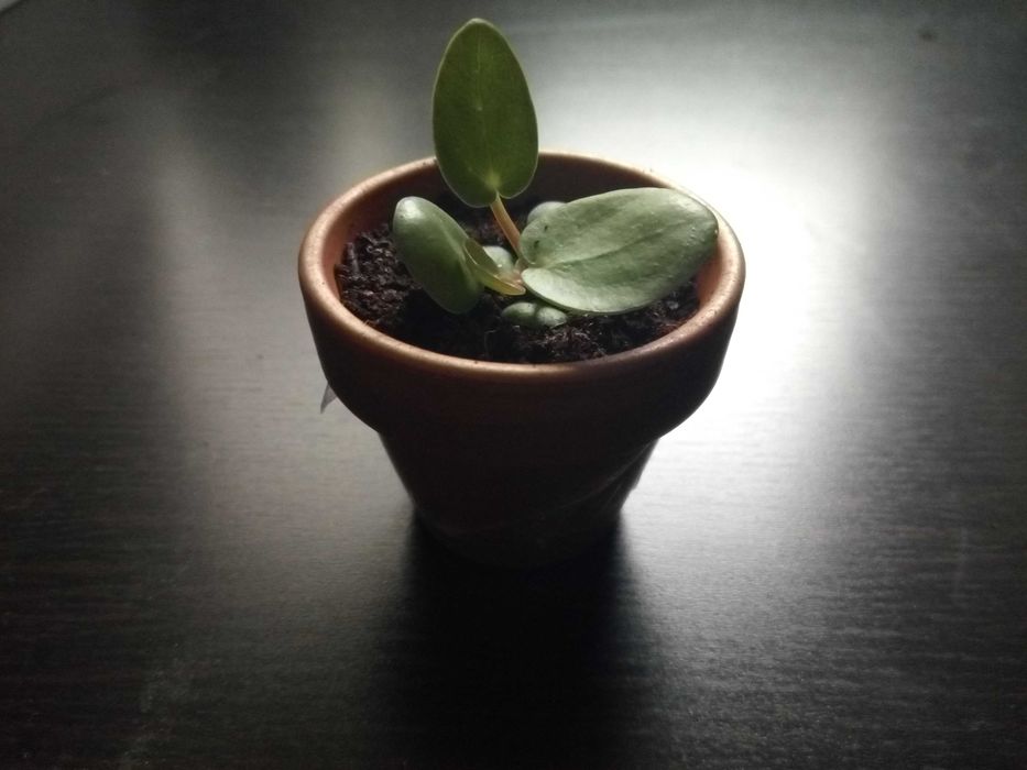 Pilea, tzw. pieniążek, roślina ozdobna, sadzonki