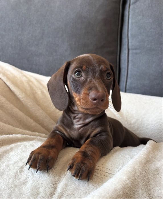 Teckel chocolate  2 meses