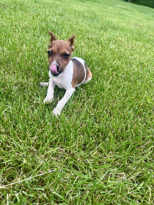 Jack Russell Terrier suczka