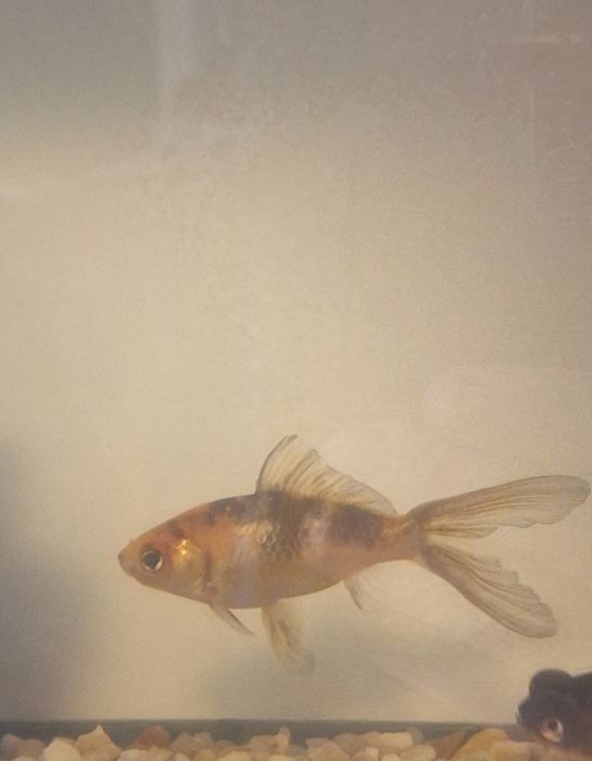 Peixes de Água fria