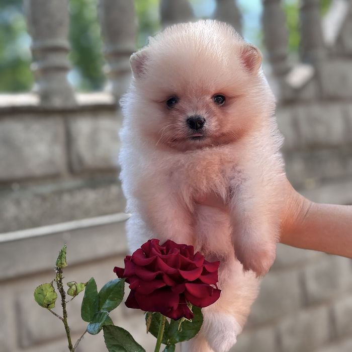 ляльковий Ведмедик шок классу.