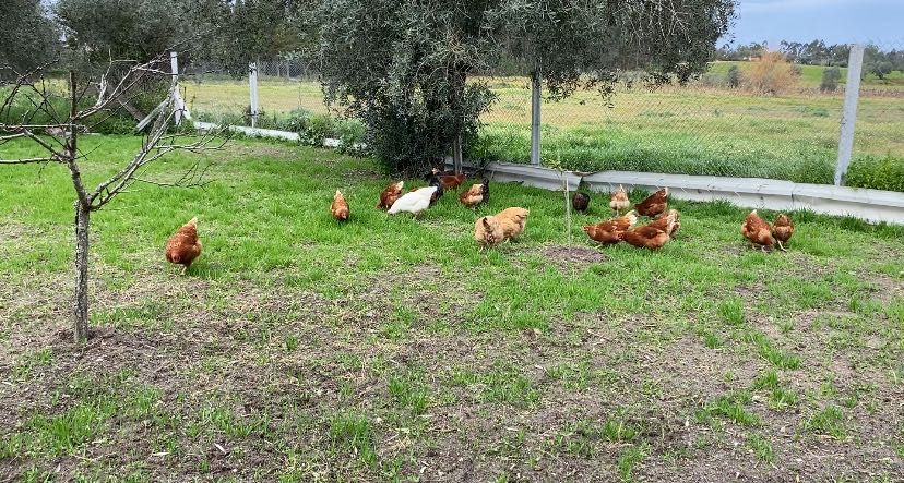Ovos de galinha CASEIROS