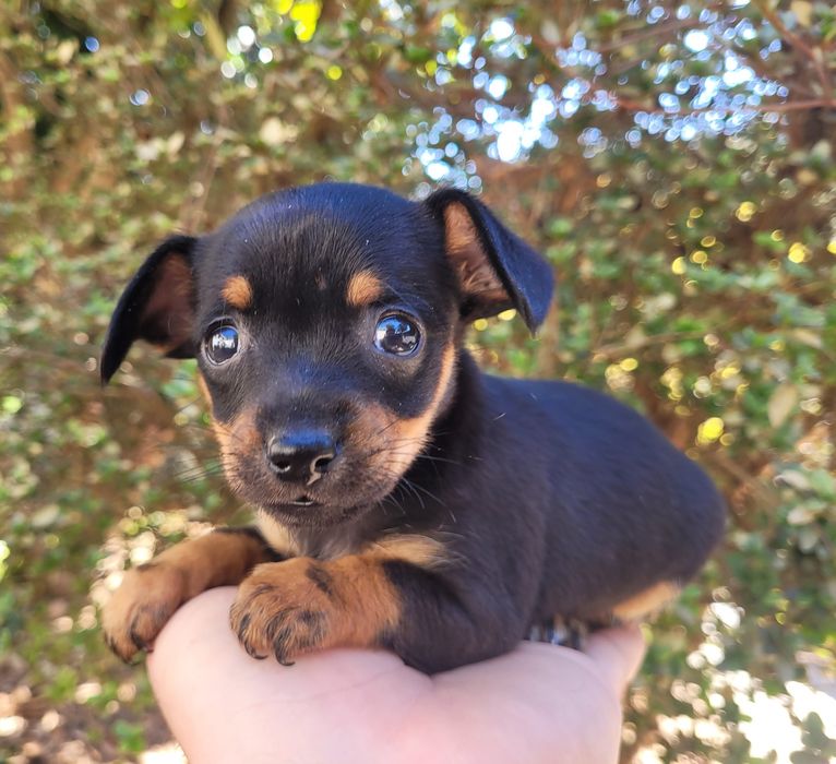 Pinscher mini femea