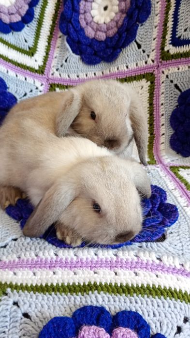 Karzełek Baranek Syjamski Mini Lop