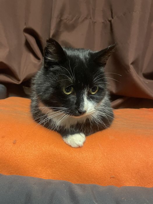 Cudowna Maja grzeczna kotunia szuka domku