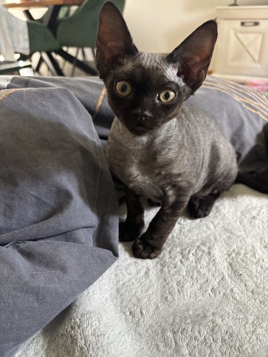 Kotek Devon Rex z rodowodem