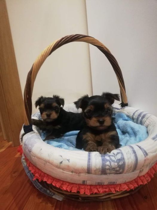 В’язка йорка - Хлопчик