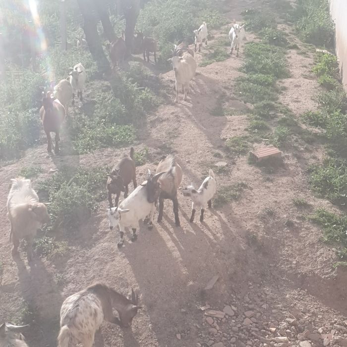 Bode, cabrito venda ou troca