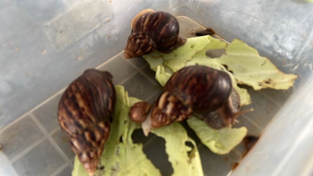 Улитка Ахатина (от 50 грн !)