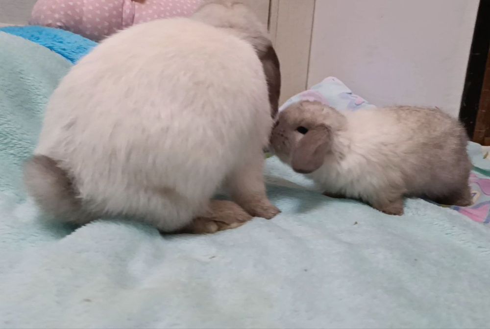 Кролик баранчик mini lop