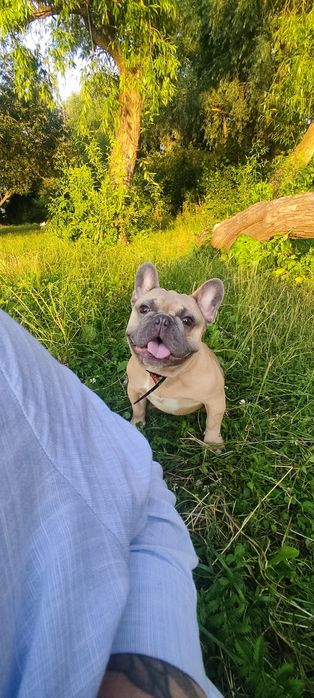 Французький бульдог на в'язку