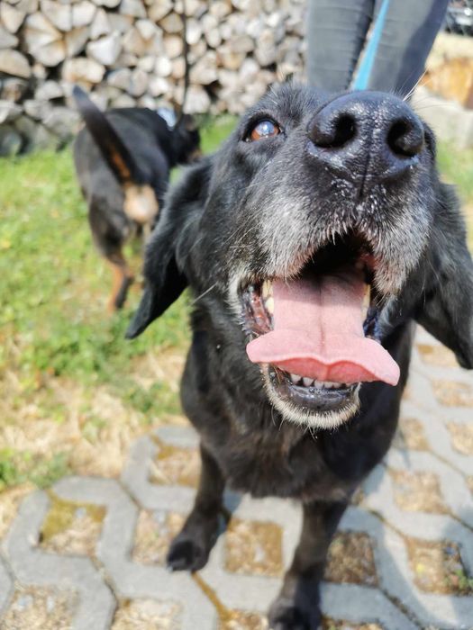 Negra sunia do adopcji