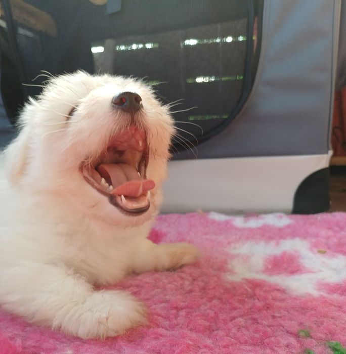 Piesek Rasy Coton de Tulear ZKwP/FCI