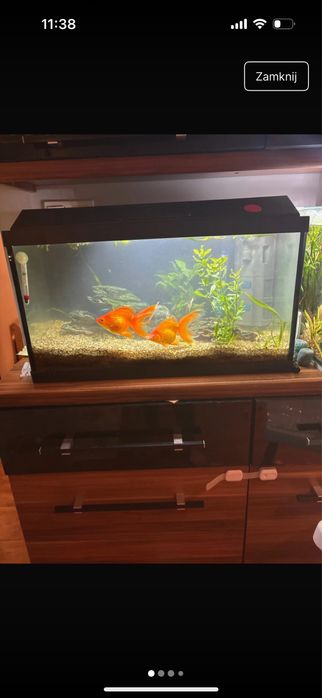 Akwarium 60 litrów plus dwa welonki, grzalka i pokrywa