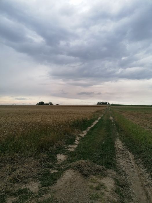 Pole orne 1,02 ha. pole na Krus, ziemia rolna Kiełczewice Dolne gmina Strzyżewice