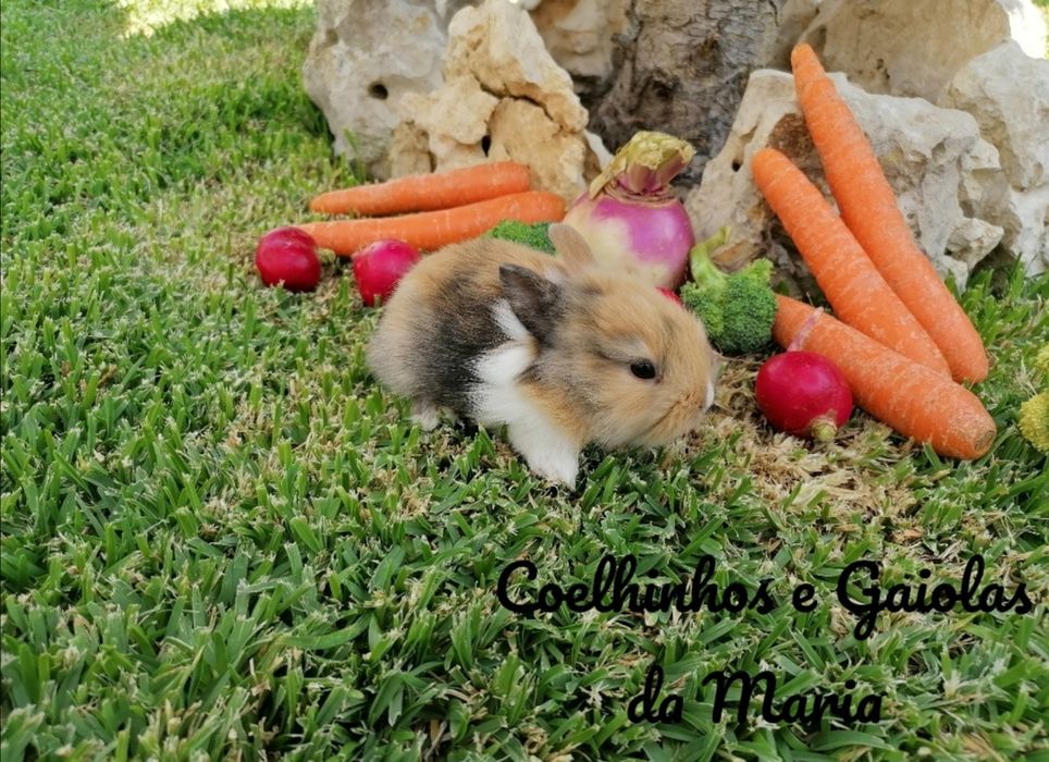 KIT Coelhos Anões Mini Toy, Mini Hokandez, Tedy, Belier (Orelhudo)