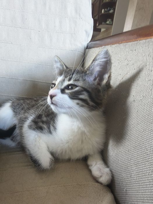 Piękny kocurek do adopcji