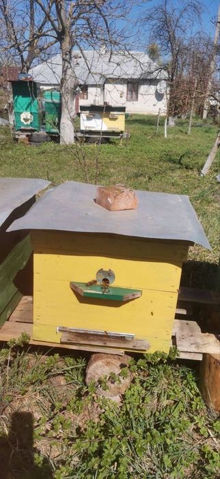 Продаж трьох бджолосімей з вуликами