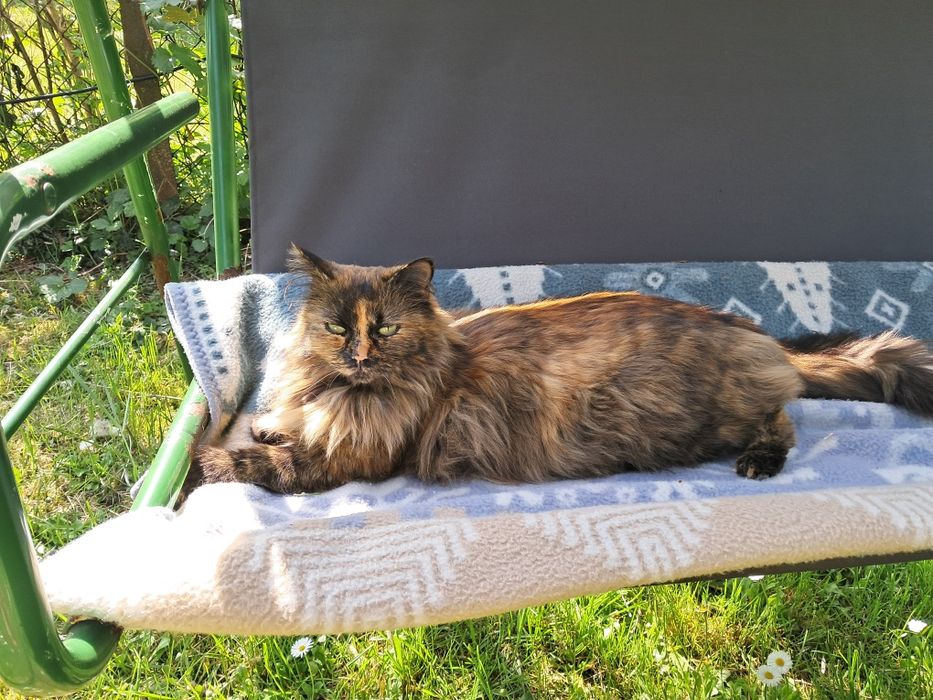 Zaginęła kotka Fox nagroda 3000 zł