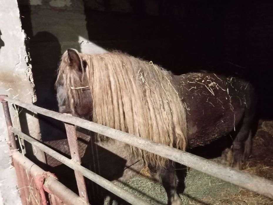 Zrebica zimnokrwista