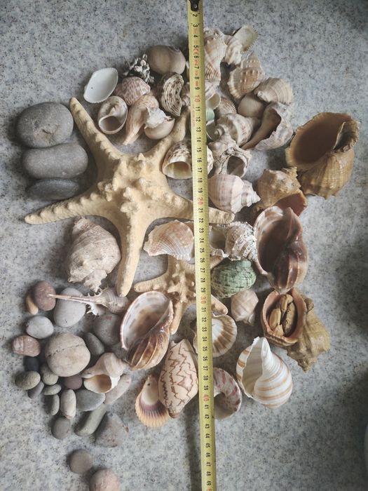 ракушки,камешки для аквариума