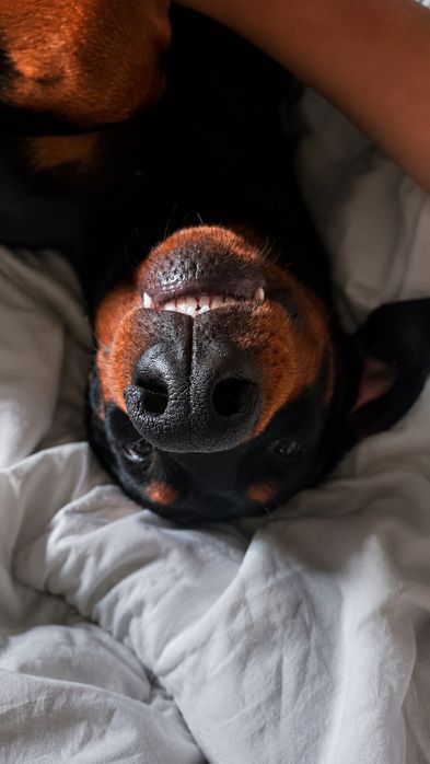 Dobermann procura namorada