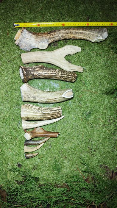 Рога оленя для собак. Полезное лакомство. Натуральные. Рога для собак.