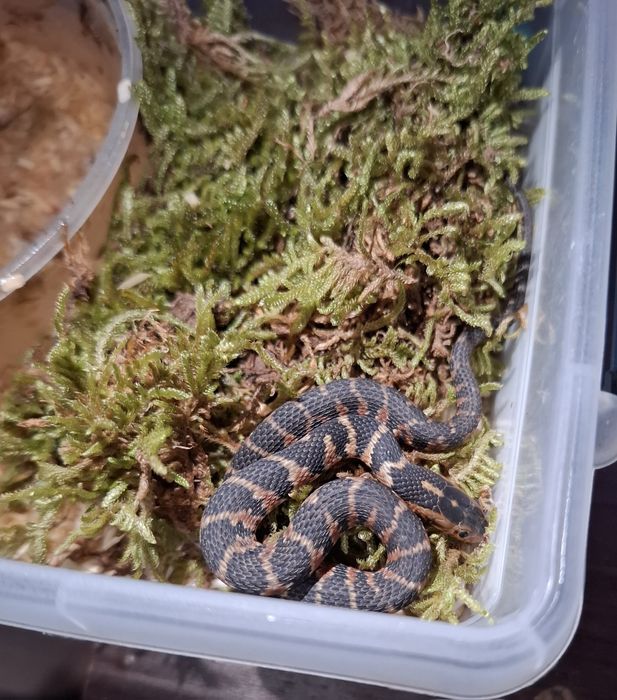 Nerodia Fasciata - nerodia pregowana - wąż florydyjski - samica