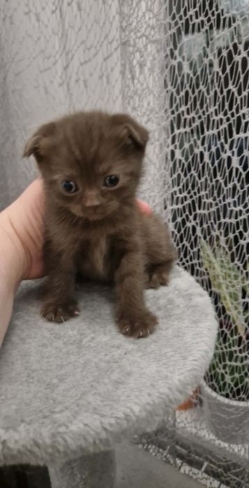 Kotka brytyjska/szkocka  czekoladowa  rodowód