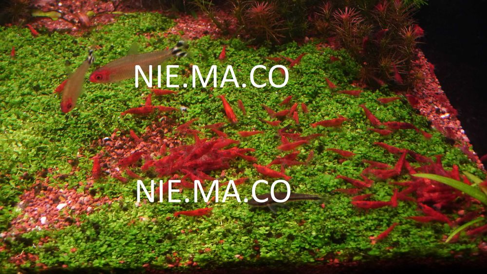 Krewetki Czerwone Neocaridina Red Cherry