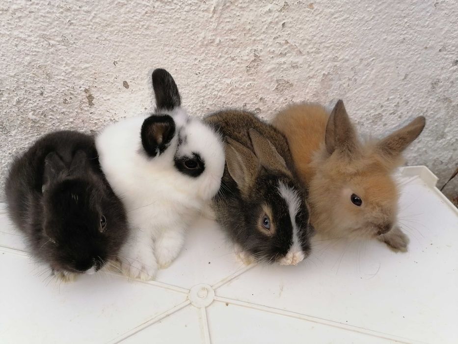 Vendo coelhos anões mini holandês